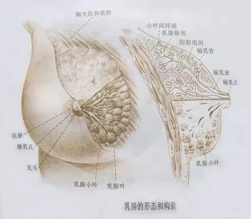 无锡催乳师培训奶水不足情况有哪些